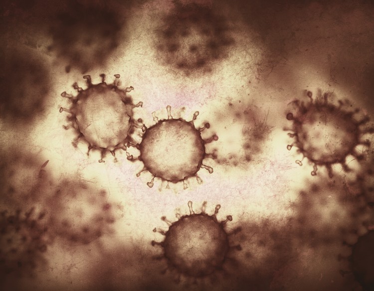 souches du coronavirus multiplication ingénieuse formation de super cellules syncitia non sensibles aux anticorps neutralisants étude