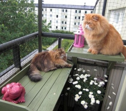 sécuriser balcon pour chats idées d'étagères en bois