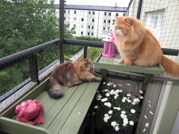 sécuriser balcon pour chats idées d'étagères en bois