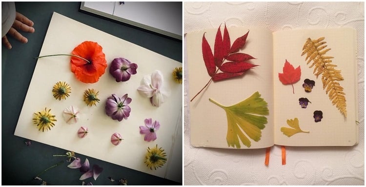 technique faire sécher des fleurs à plat dans un livre