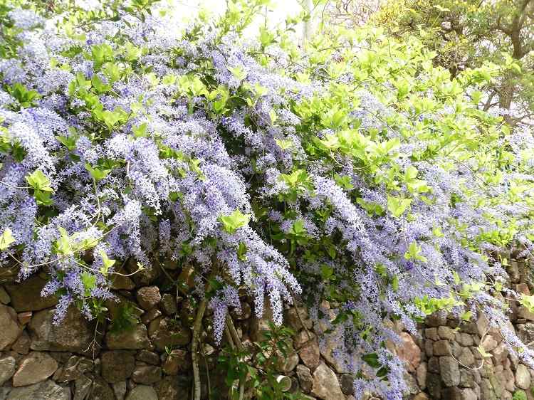 tout savoir sur le lilas des indes plantation entretien floraison exposition taille