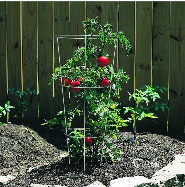 tuteur pivoine cage tomates support fiable