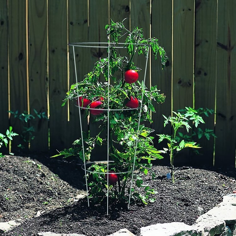 tuteur pivoine utiliser cage tomates solide