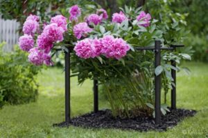 tuteur pour pivoine arbustive barres métal supporter nature buissonnière