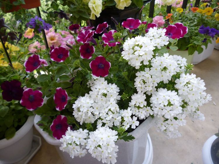 verveine blanche pétunias composition fleurs balcon pour jardinière