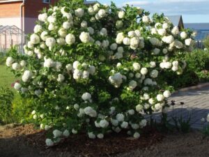 arbuste boule de neige bouture