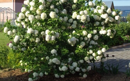 arbuste boule de neige bouture