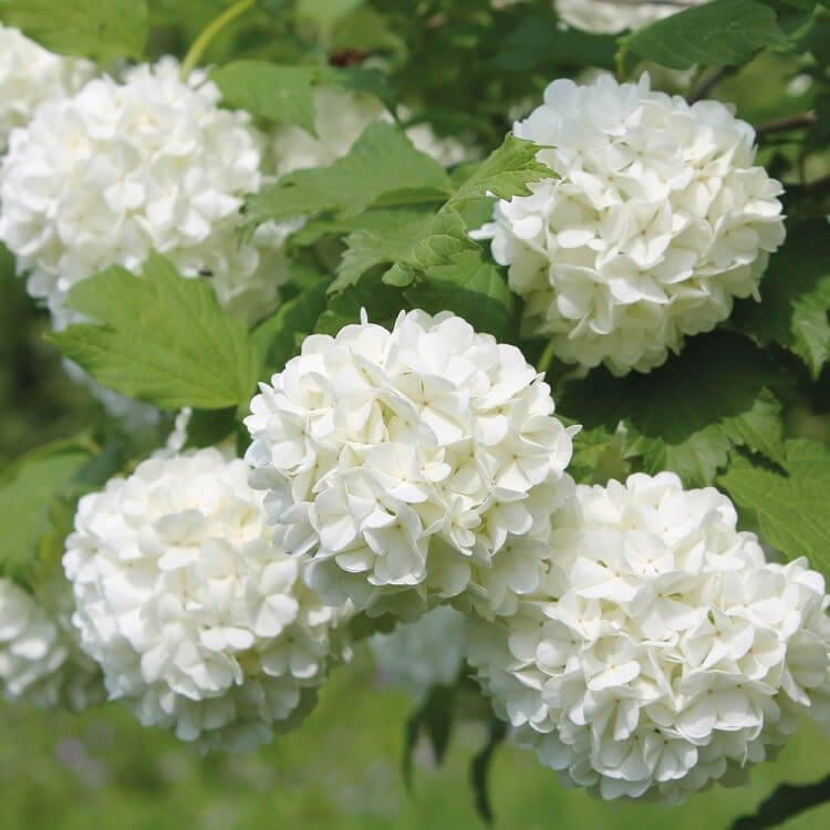 arbuste fleurs blanches boule de neige