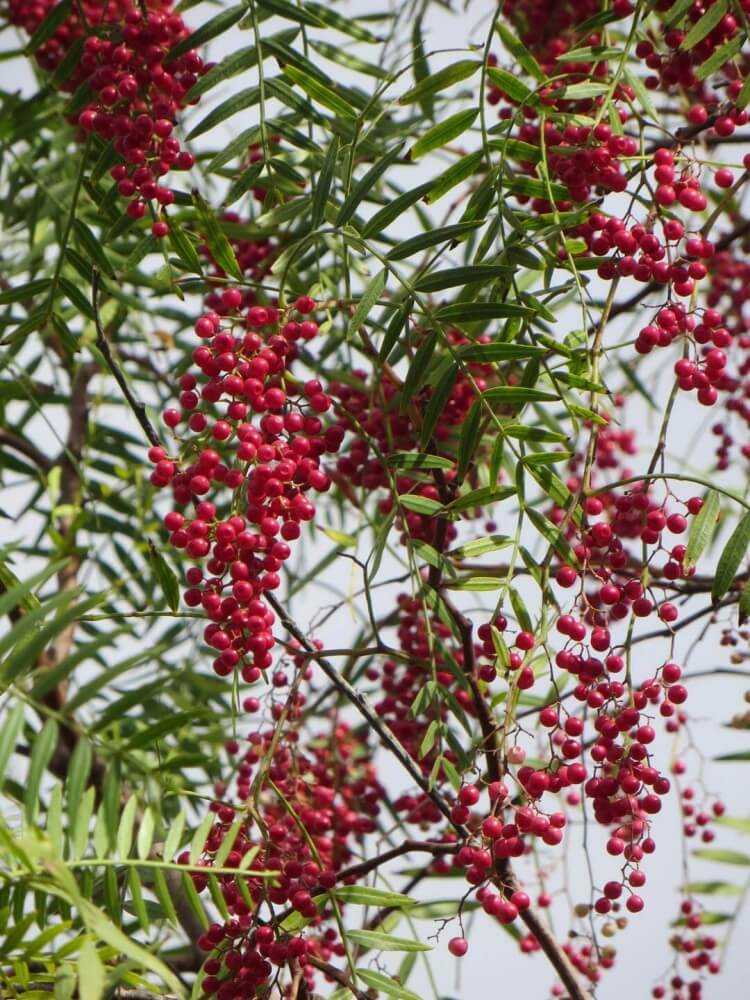 Arbre Méditerranéen Croissance Rapide