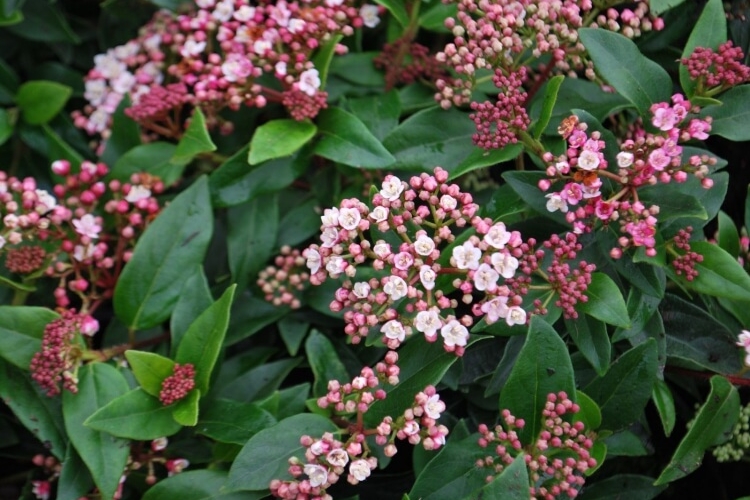 Arbuste méditerranéen époustouflant au jardin ou en pot — free download