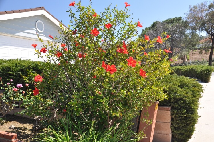 arbuste méditerranéen en pot hibiscus résistant froid attrayant