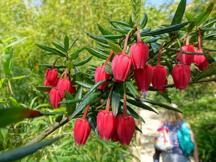 arbuste méditerranéen fleurs rouges crinodendron
