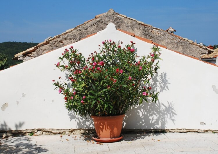 arbuste méditerranéen laurier rose répandu feuillage persistant