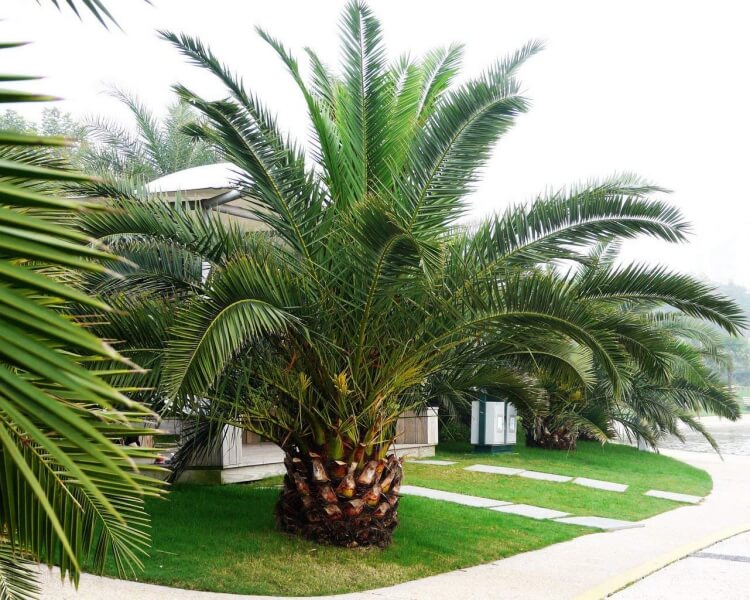 arbuste méditerranéen palmier dattier Canaries allure exotique