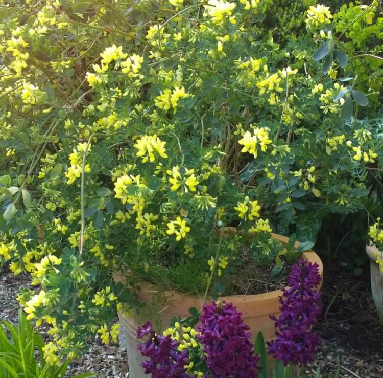 arbuste méditerranéen planter coronilla fleurs jaunes