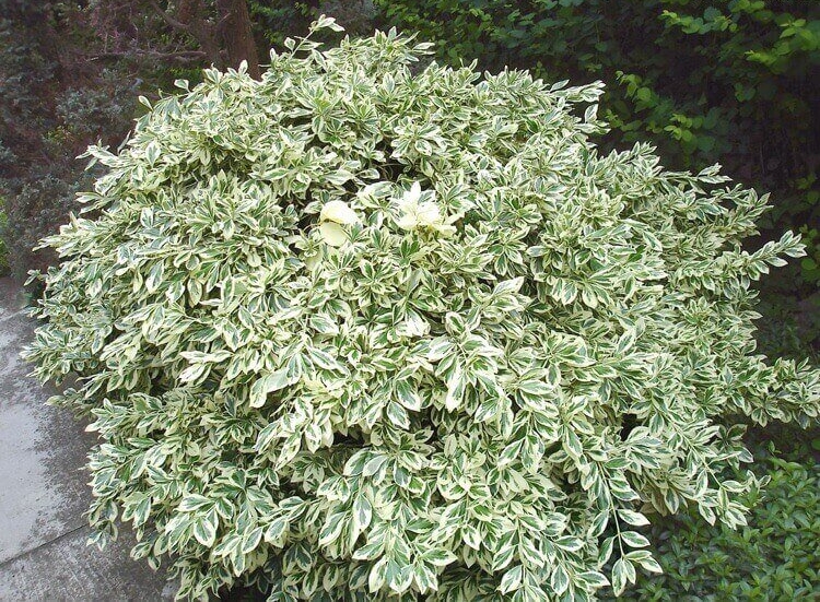 arbuste persistant feuillage ornemental panaché euonymous fortunei silver gem