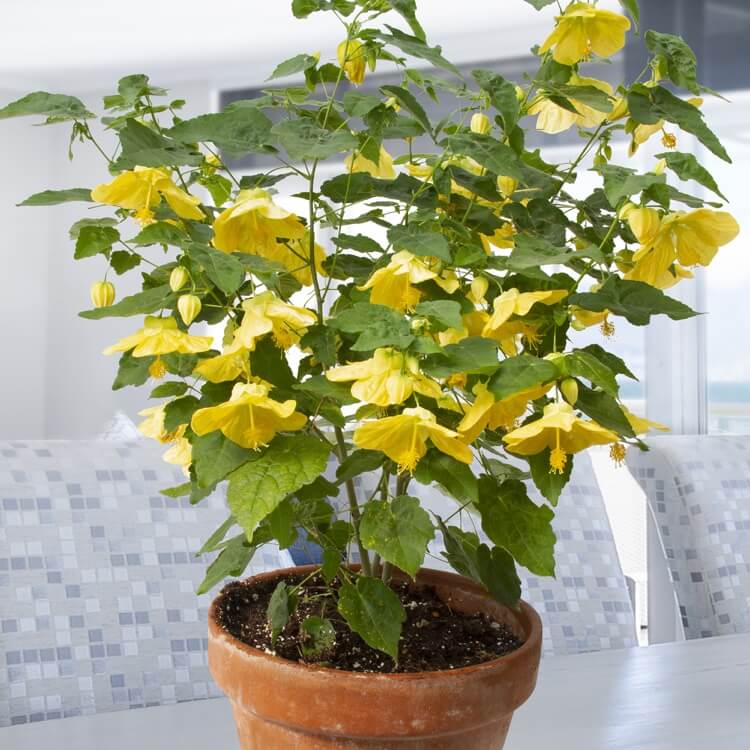 arbuste persistant fleurs jaunes abutilon little sunshine en pot