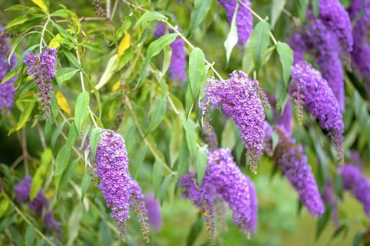 arbuste persistant fleurs violettes buddleia