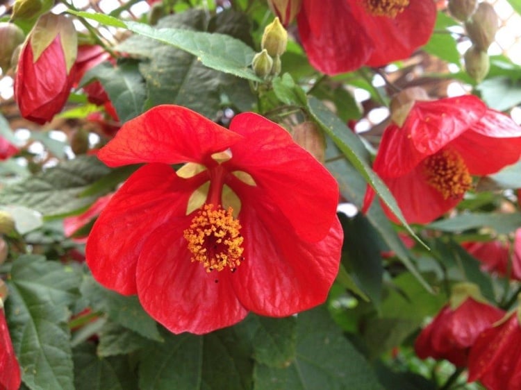 arbuste persistant petite taille croissance rapide abutilon fleurs rouges