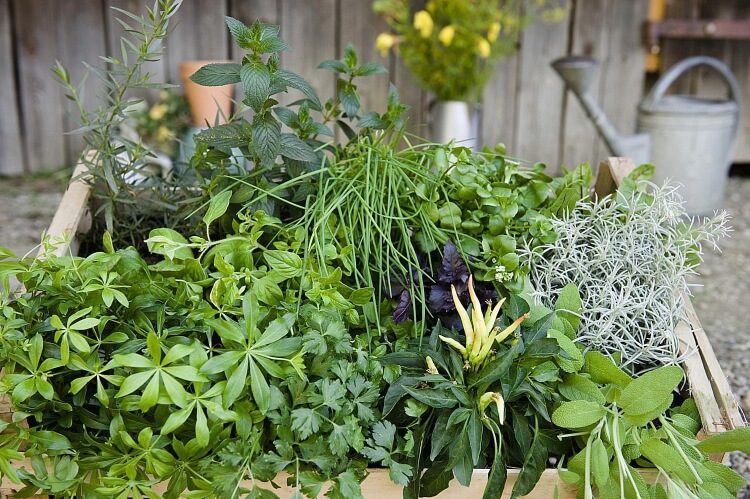 association des plantes aromatiques dans une jardinière aspect protecteur chimie foliaire