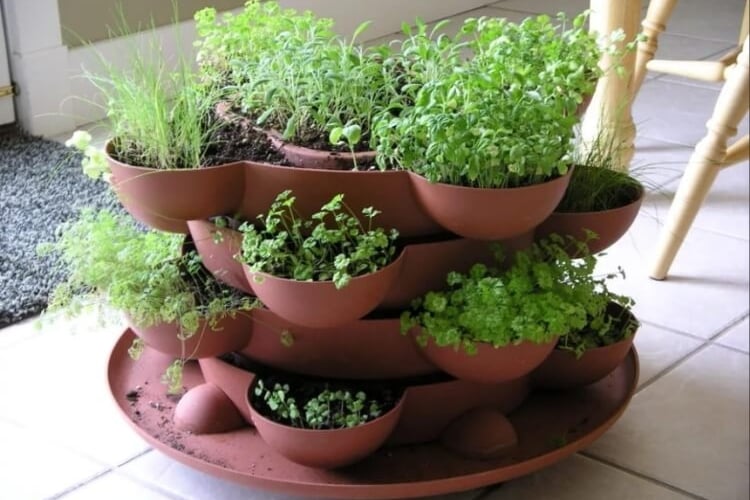 Kit plantes aromatiques pour balcon ou jardin : Greenastic