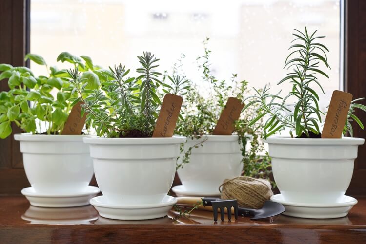 association plantes aromatiques jardinière choisir associer plantes jardin balcon