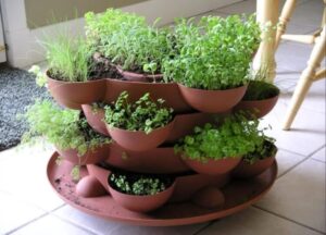 association plantes aromatiques jardinière faits rapides parfums
