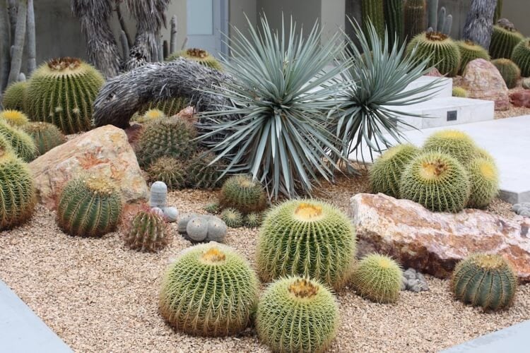cactus boule extérieur coussin de belle mère Echinocactus grusonii