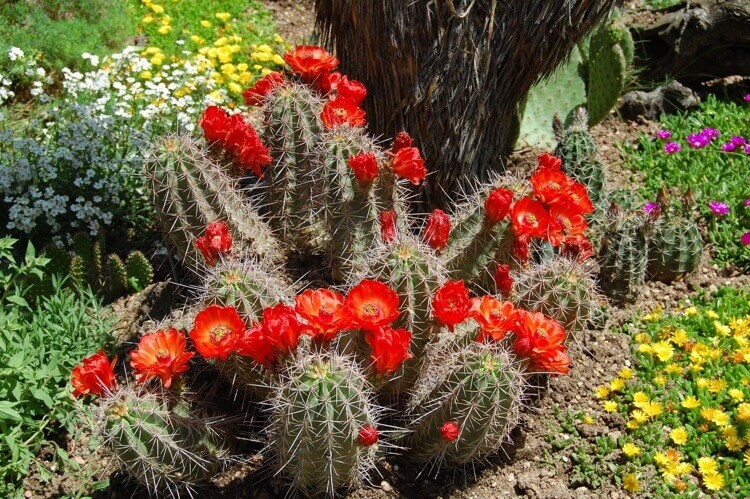 cactus extérieur Echinocereus triglochidiatus fleurs orange vif