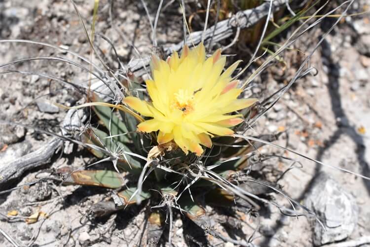 cactus extérieur agave Leuchtenbergia principis culture en pleine terre soleil direct