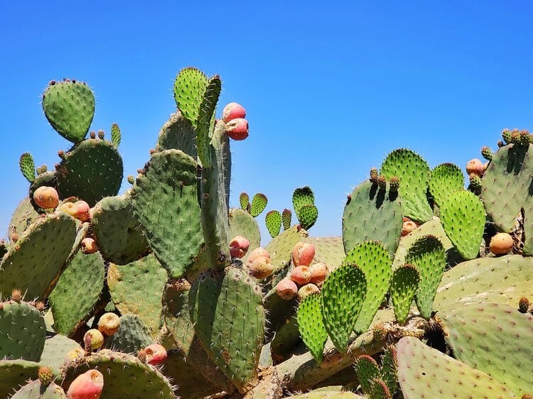 cactus extérieur ornemental pour jardin méditerranéen opuntia ficus indica