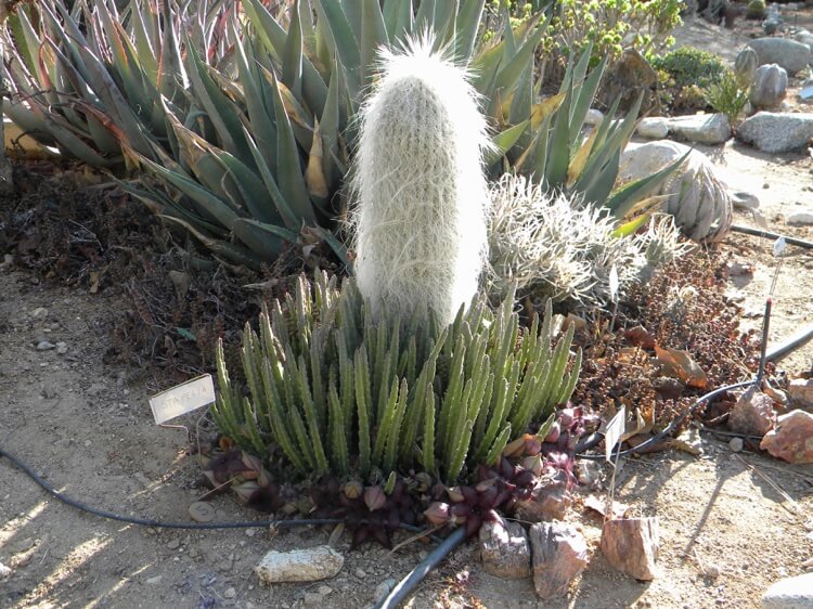 cactus extérieur ornemental tête de vieillard Cephalocereus senilis