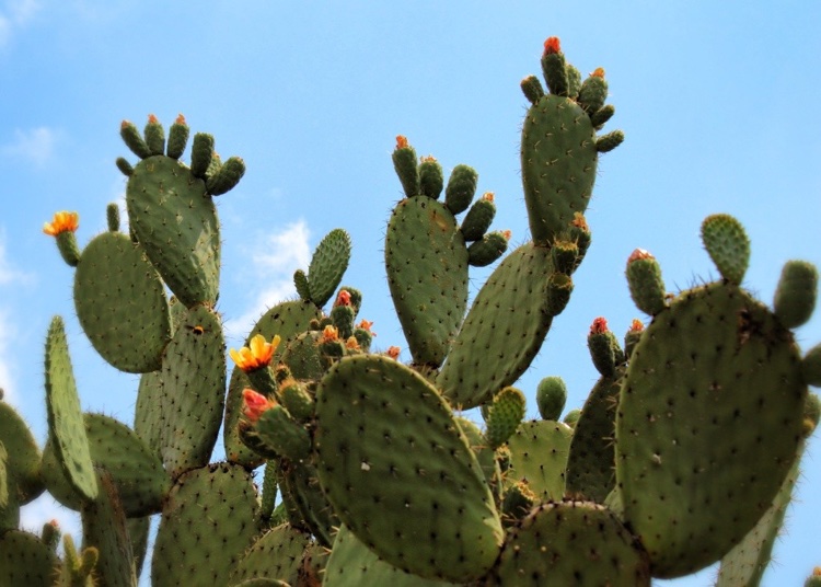 cactus extérieur pleine terre haie défensive figuier de barbarie opuntia ficus indica
