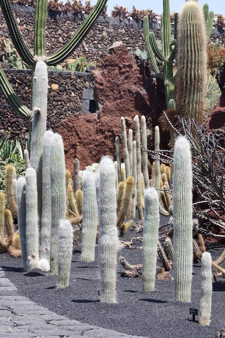 cactus extérieur pleine terre jardin de rocaille Cephalocereus senilis