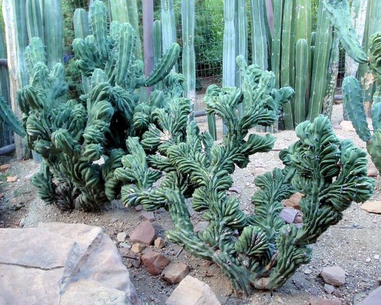 cactus extérieur pleine terre plante graphique pour jardin sec Myrtillocactus geometrizans