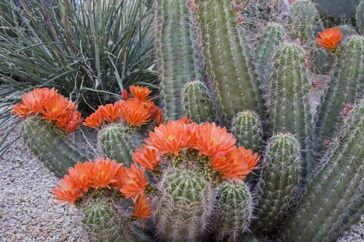 cactus extérieur pleine terre pour jardin sec exposition plein soleil Echinocereus triglochidiatus