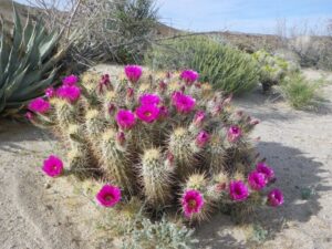 cactus hérisson extérieur fleurs magenta jardin sec Echinocereus engelmannii
