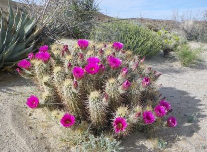 cactus hérisson extérieur fleurs magenta jardin sec Echinocereus engelmannii