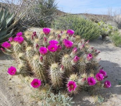 cactus hérisson extérieur fleurs magenta jardin sec Echinocereus engelmannii