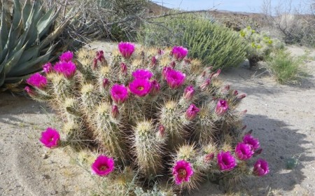 cactus hérisson extérieur fleurs magenta jardin sec Echinocereus engelmannii
