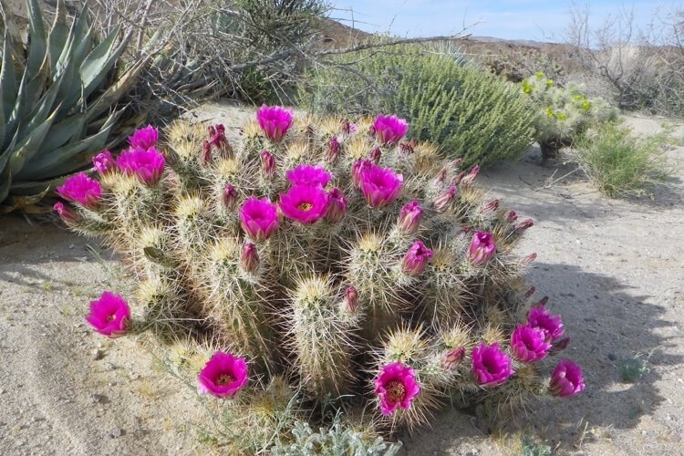 cactus hérisson extérieur fleurs magenta jardin sec Echinocereus engelmannii
