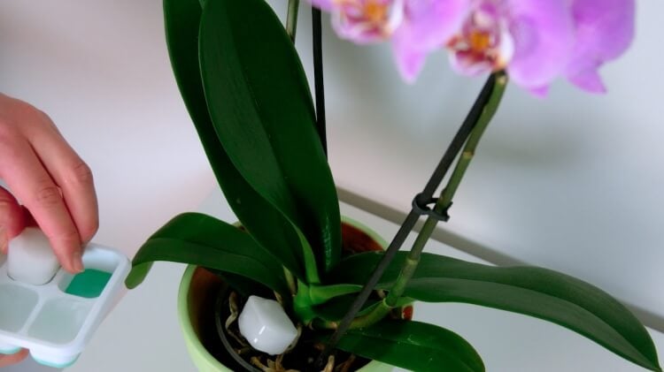 comment bien entretenir une orchidée phalaenopsis arroser cubes glace