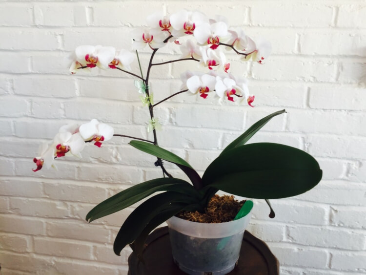 comment bien entretenir une orchidée phalaenopsis rempoter floraison terminée