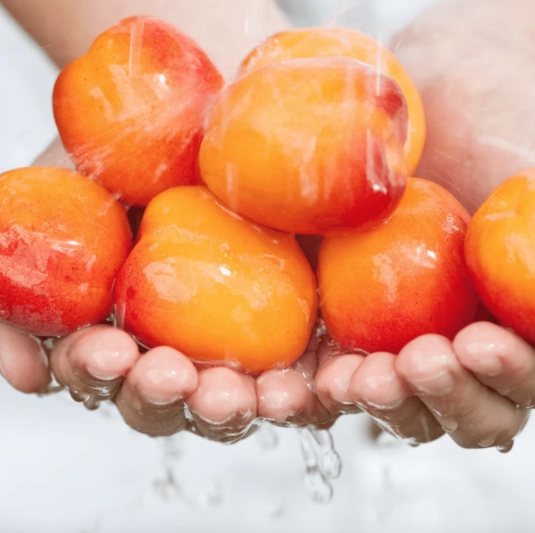comment congeler des abricots frais étapes de préparation
