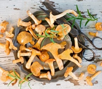 comment conserver des chanterelles fraîches