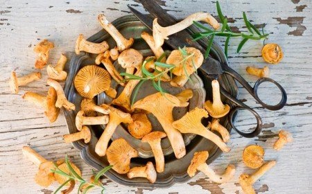 comment conserver des chanterelles fraîches