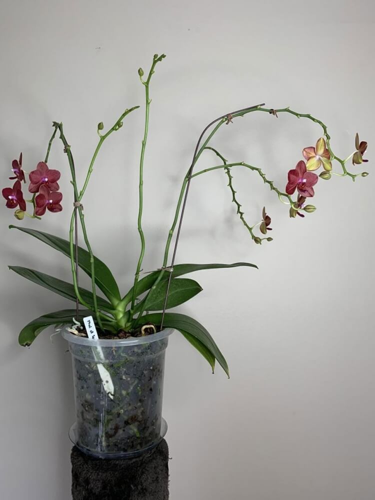 comment entretenir et faire refleurir une orchidee astuces faire refleurir peau banane