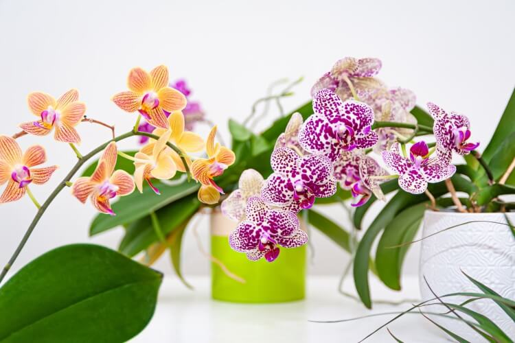 Comment entretenir une orchidée sa floraison?