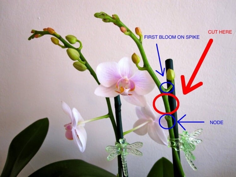 comment entretenir une orchidée après sa floraison faire refleurir astuces