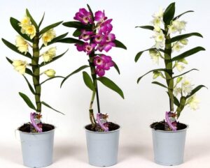 comment entretenir une orchidée bamboo appréciée floraison abondante